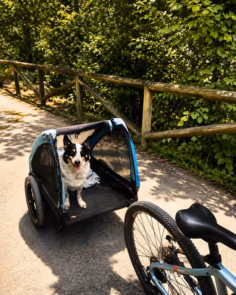 Dog trailer hitched to a rental bike on the Senda del Oso