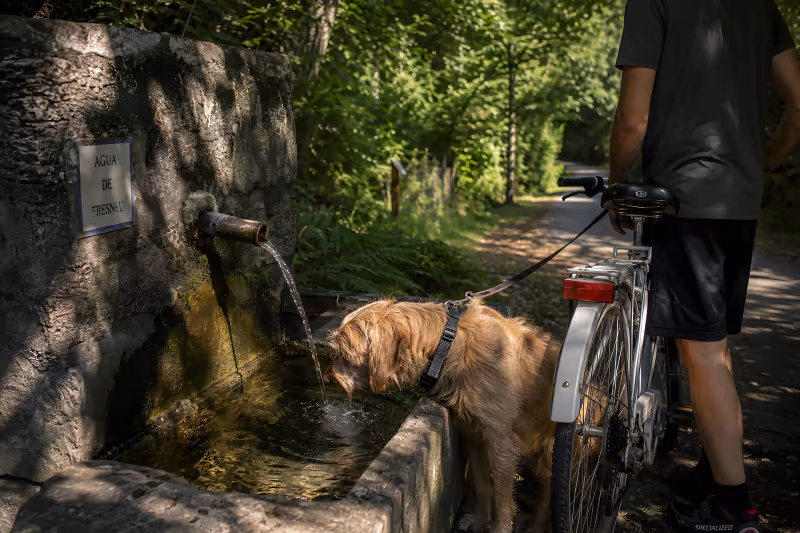 Dog drinking from the basin of a stone fountain beside the trail