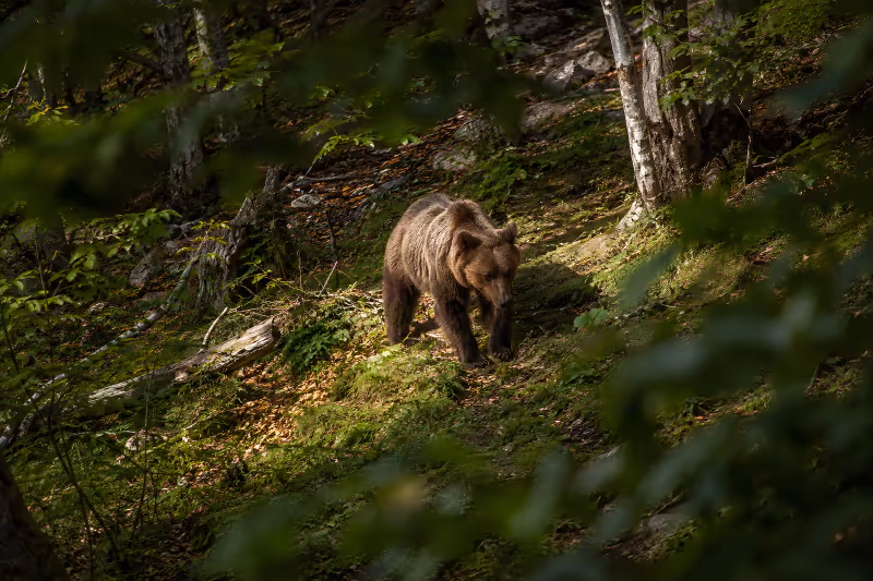 Molina the bear among the chestnut trees of the Fernanchín enclosure, right by the Ruta del Oso