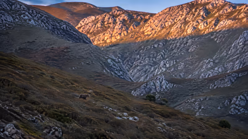 Wild brown bear at dawn on a hillside in Somiedo