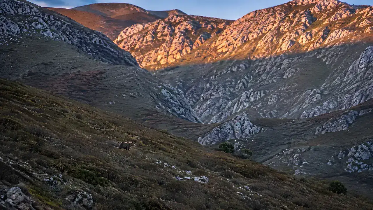 Oso pardo salvaje al amanecer en una ladera de Somiedo